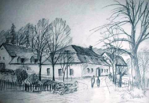 Javorek, skica